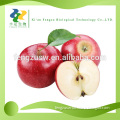 fruit powder apple powder,factory Wholesale nature apple tea powder